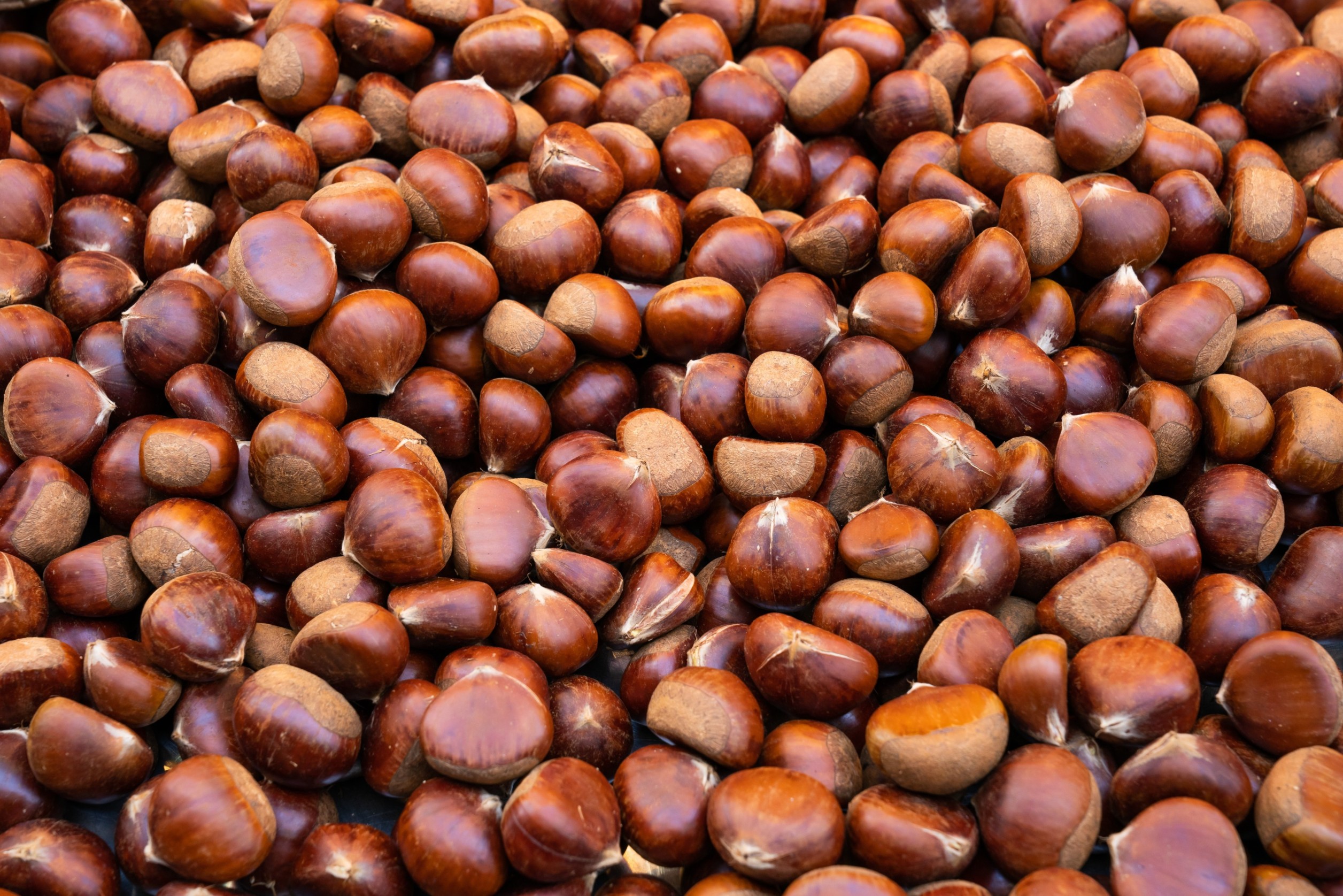 الكستناء في الشتاء… غطاء الليالي الباردة