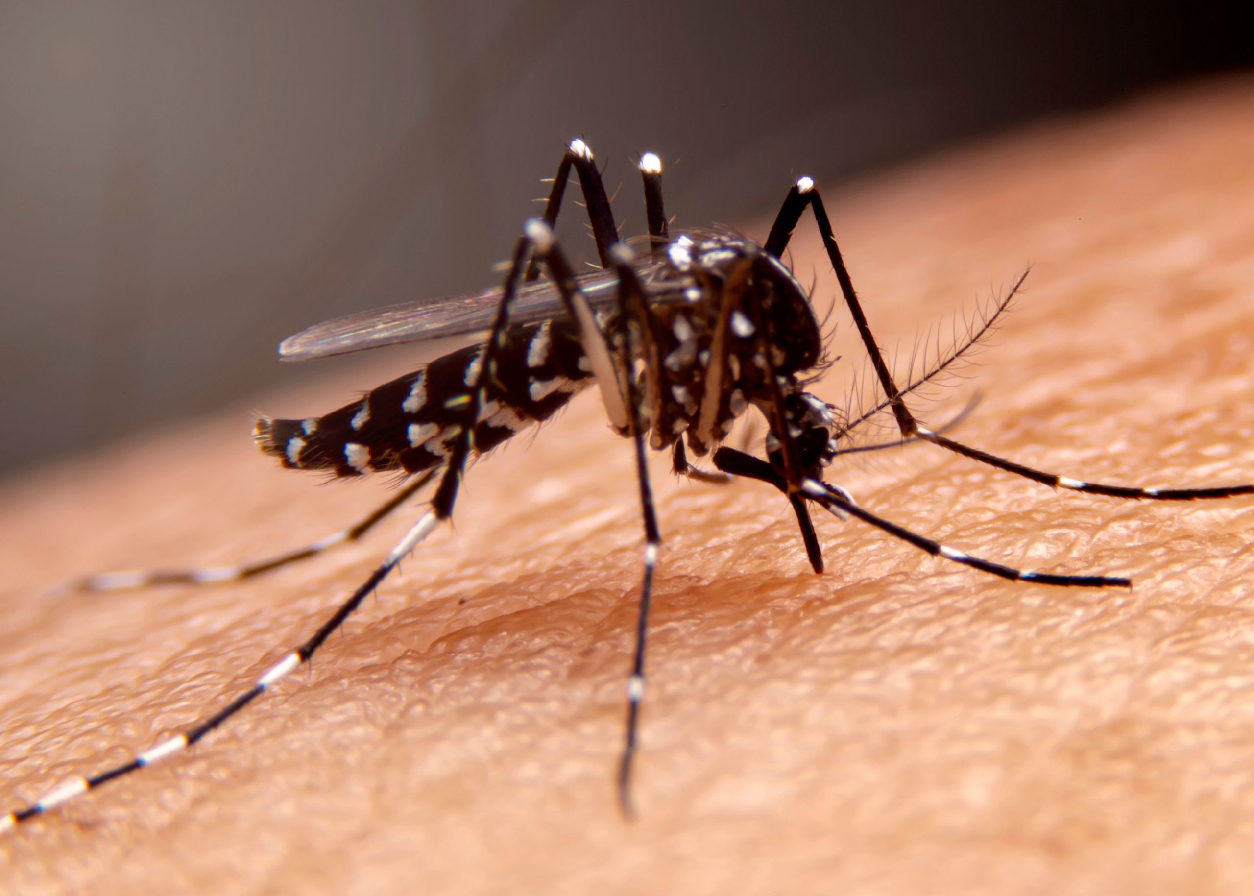 Understanding and Treating Mosquito Bites in the UAE: Tips from a Dermatologist