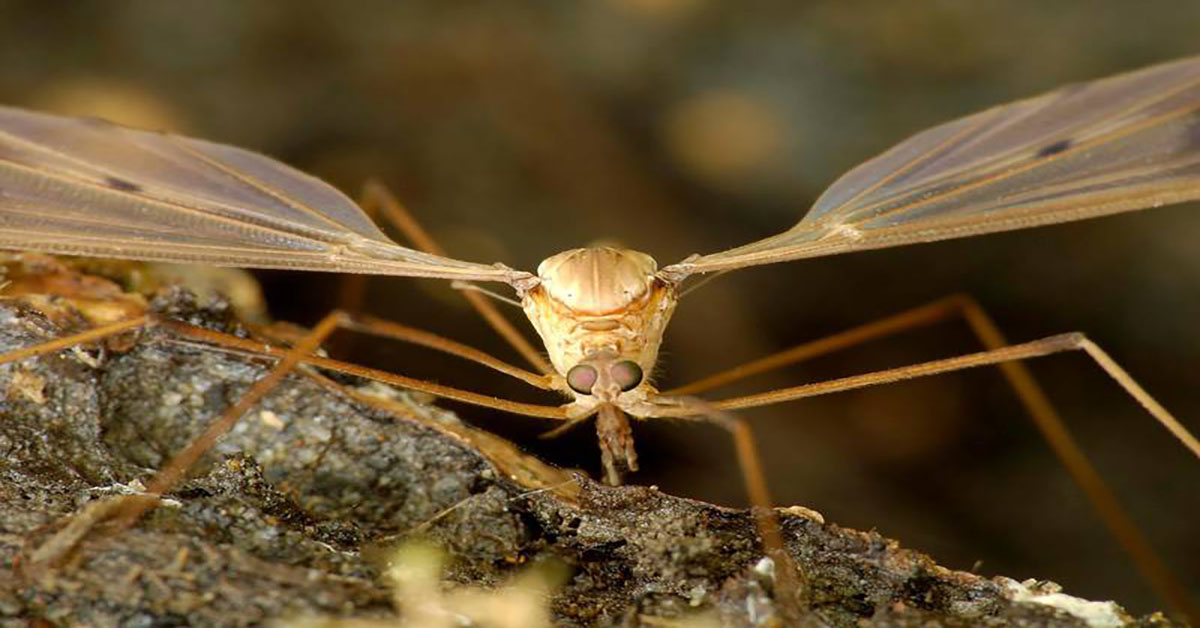 Five tips on how to get rid of mosquitoes in the UAE and what to do if bitten